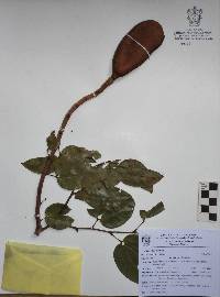 Hymenaea courbaril image