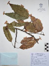 Quercus acutifolia image