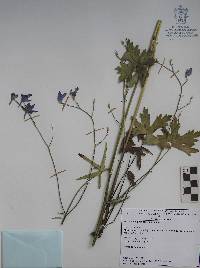 Delphinium pedatisectum image