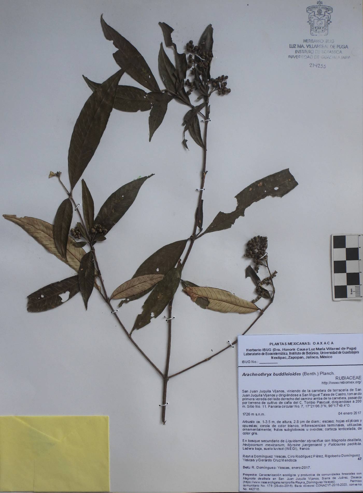 Arachnothryx buddleioides image