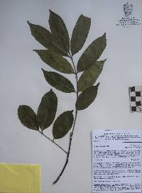 Zanthoxylum melanostictum image