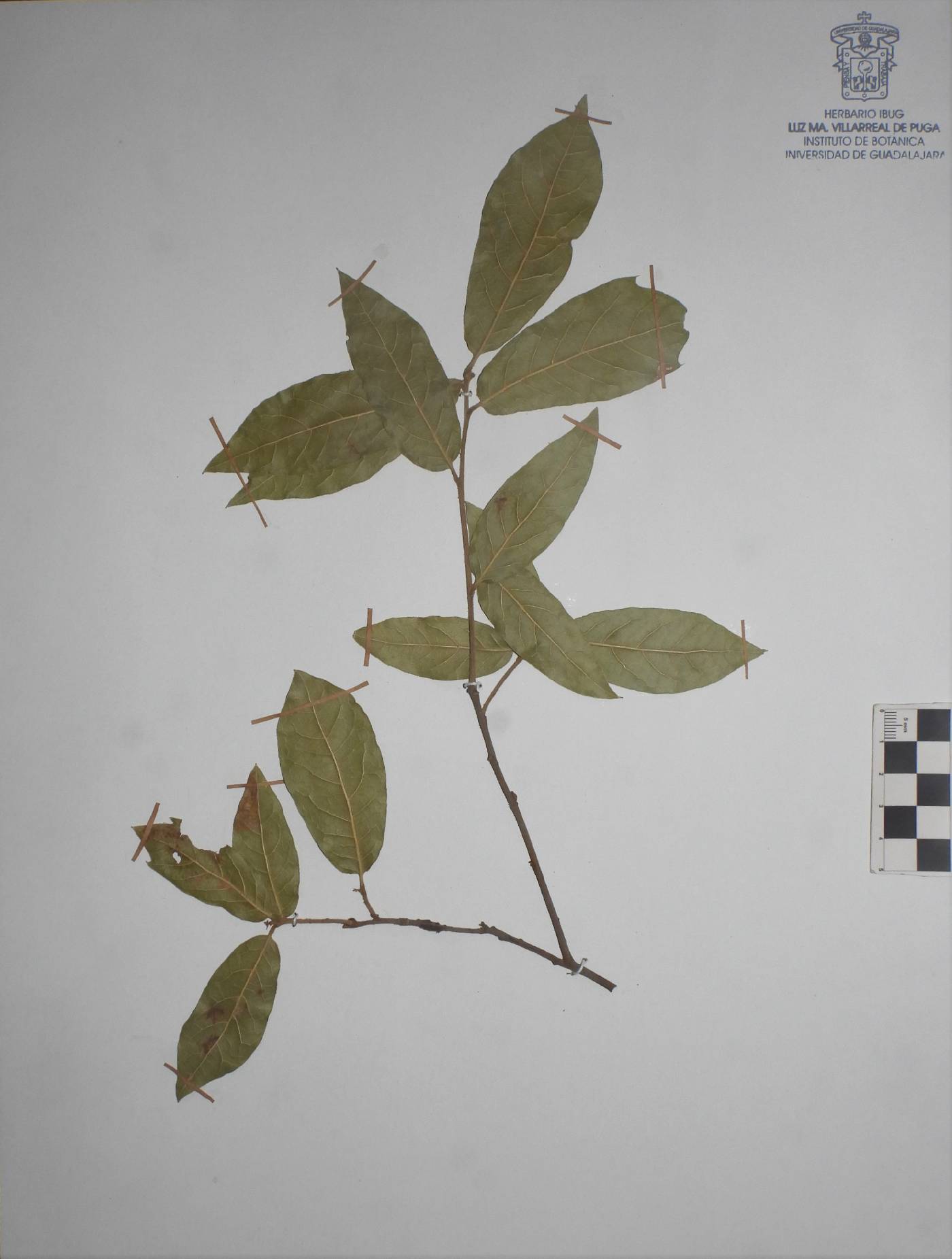 Quercus laurina image