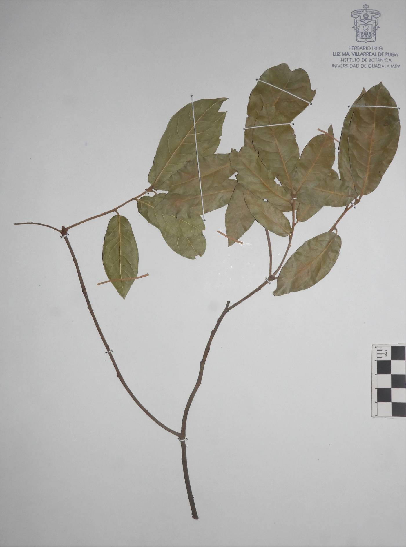 Quercus laurina image