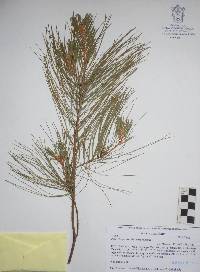 Pinus chiapensis image