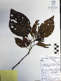 Alnus acuminata image