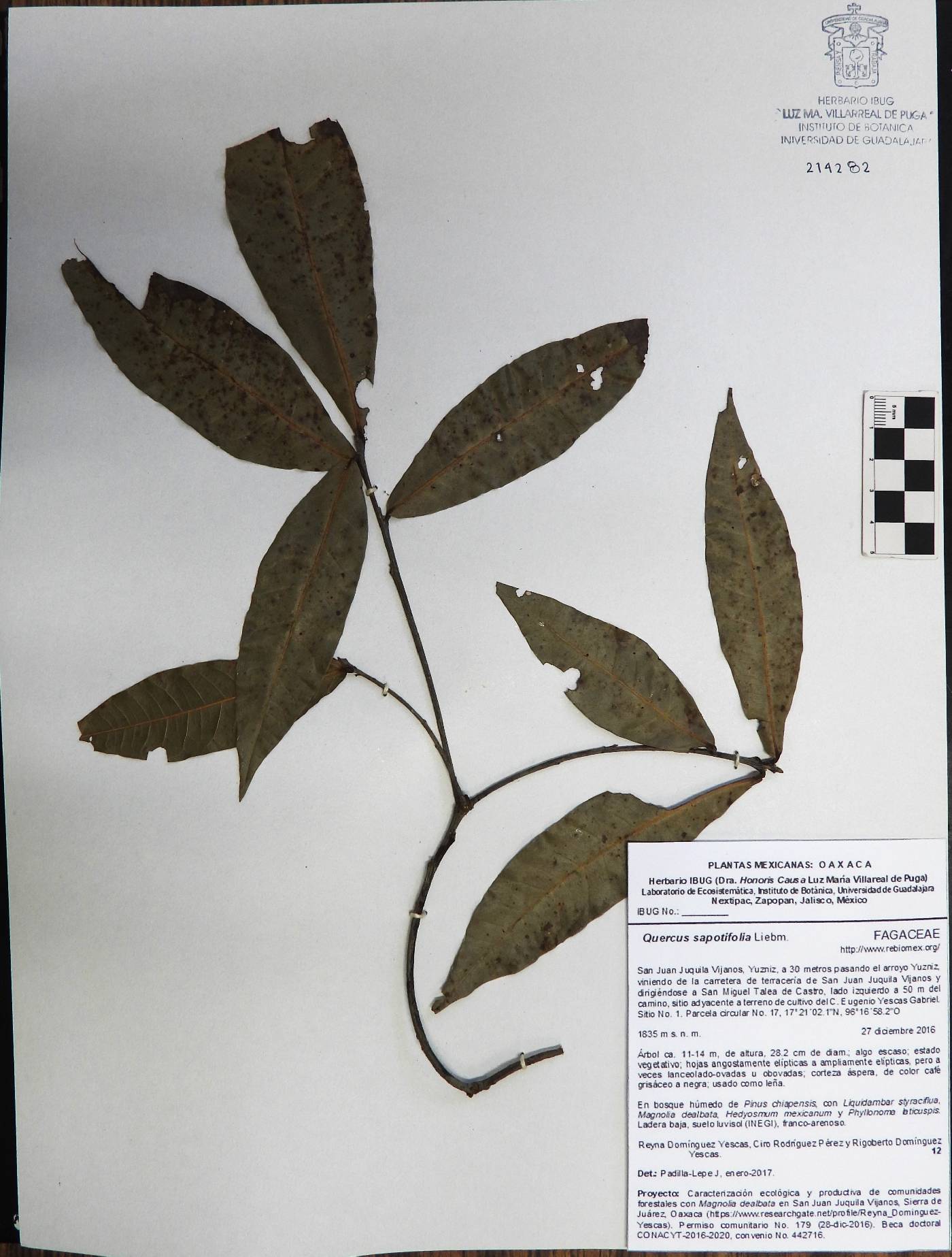 Quercus sapotifolia image