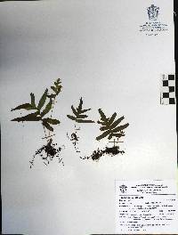 Polypodium colpodes image