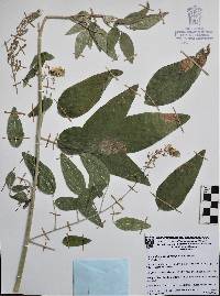 Desmodium pseudoamplifolium image