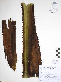 Agave rhodacantha image