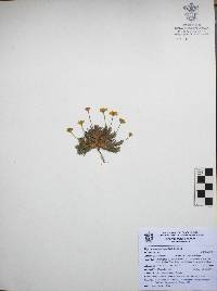 Thymophylla pentachaeta image