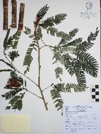 Calliandra caeciliae image