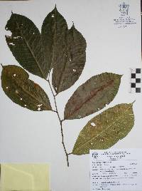 Brosimum alicastrum image