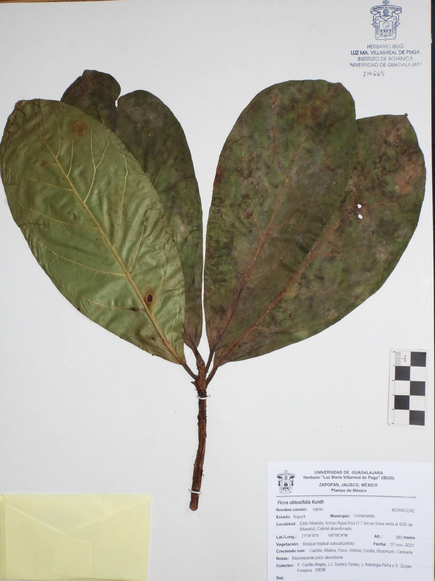 Ficus obtusifolia image