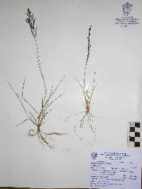 Eragrostis pilosa image