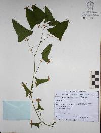 Jarilla heterophylla image