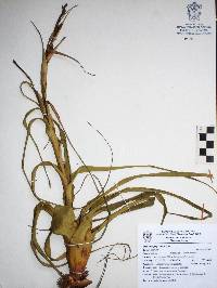 Tillandsia polystachia image