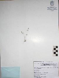 Image of Centaurium setaceum