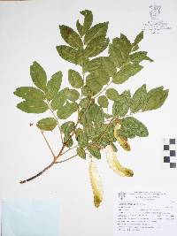 Myroxylon balsamum image