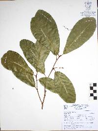 Quercus glaucescens image