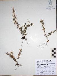 Polypodium furfuraceum image