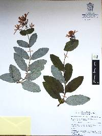 Lonicera cerviculata image