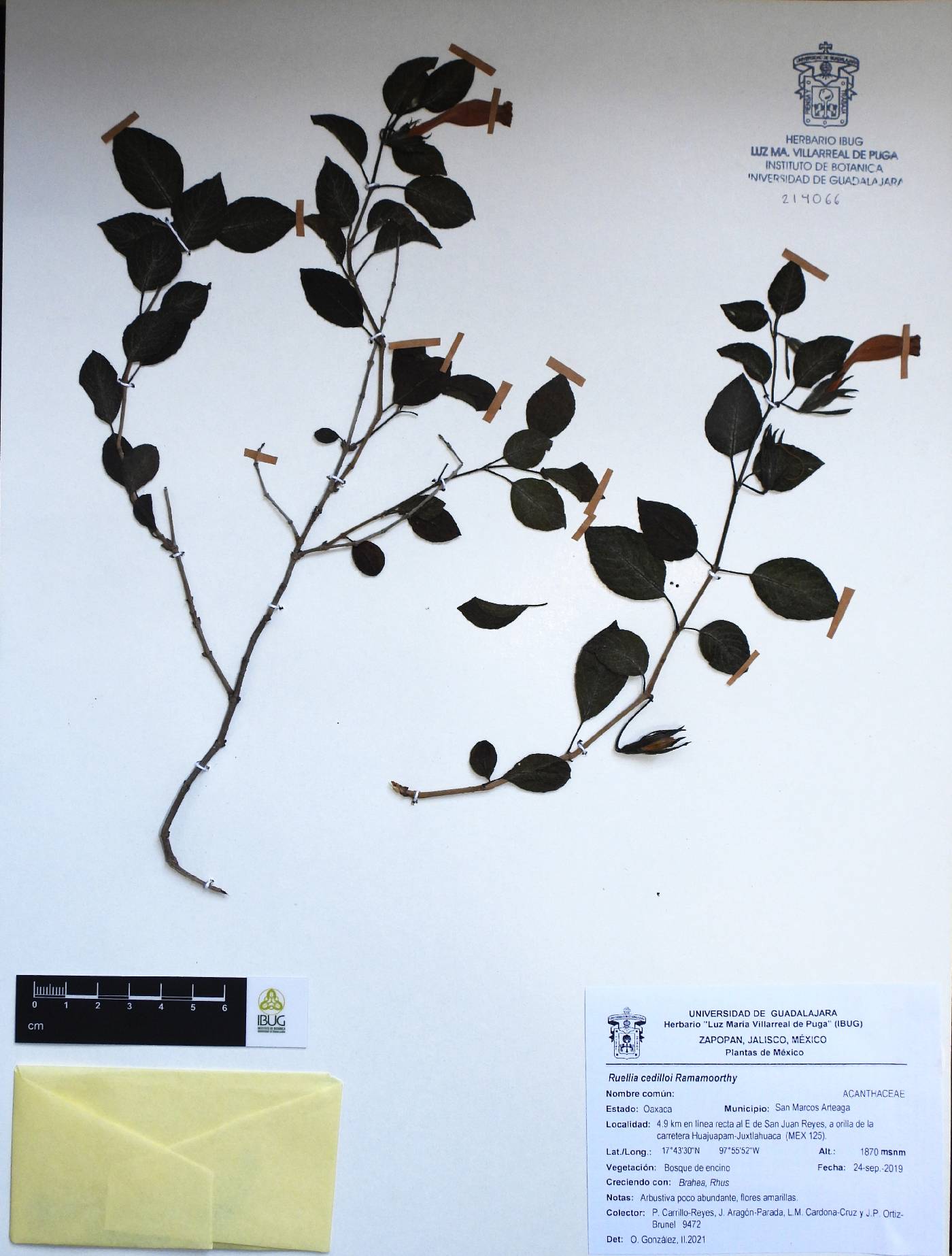 Ruellia cedilloi image