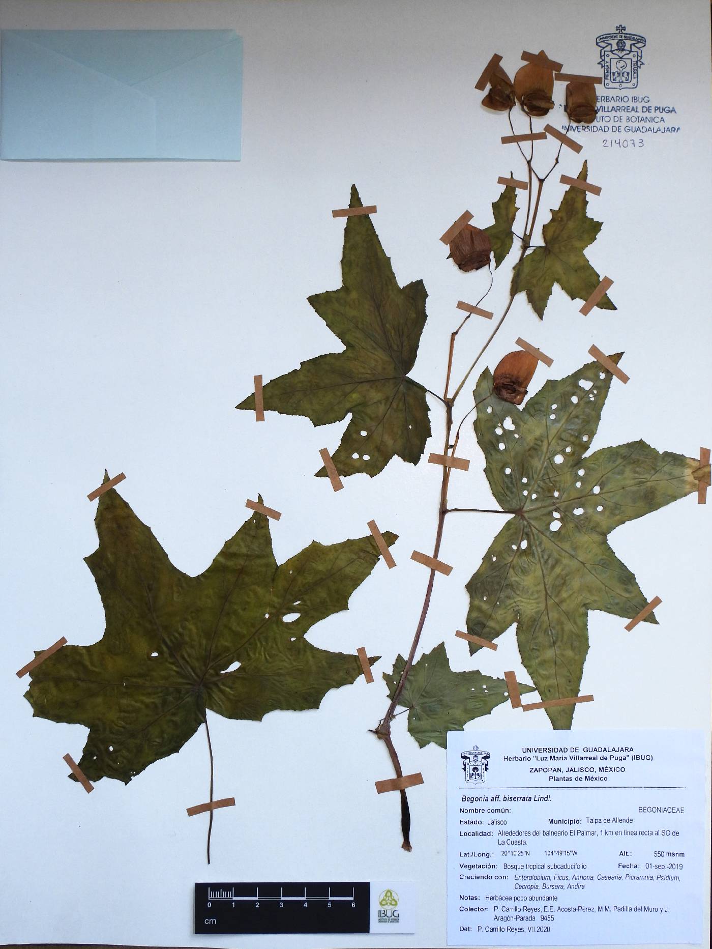 Begonia biserrata image