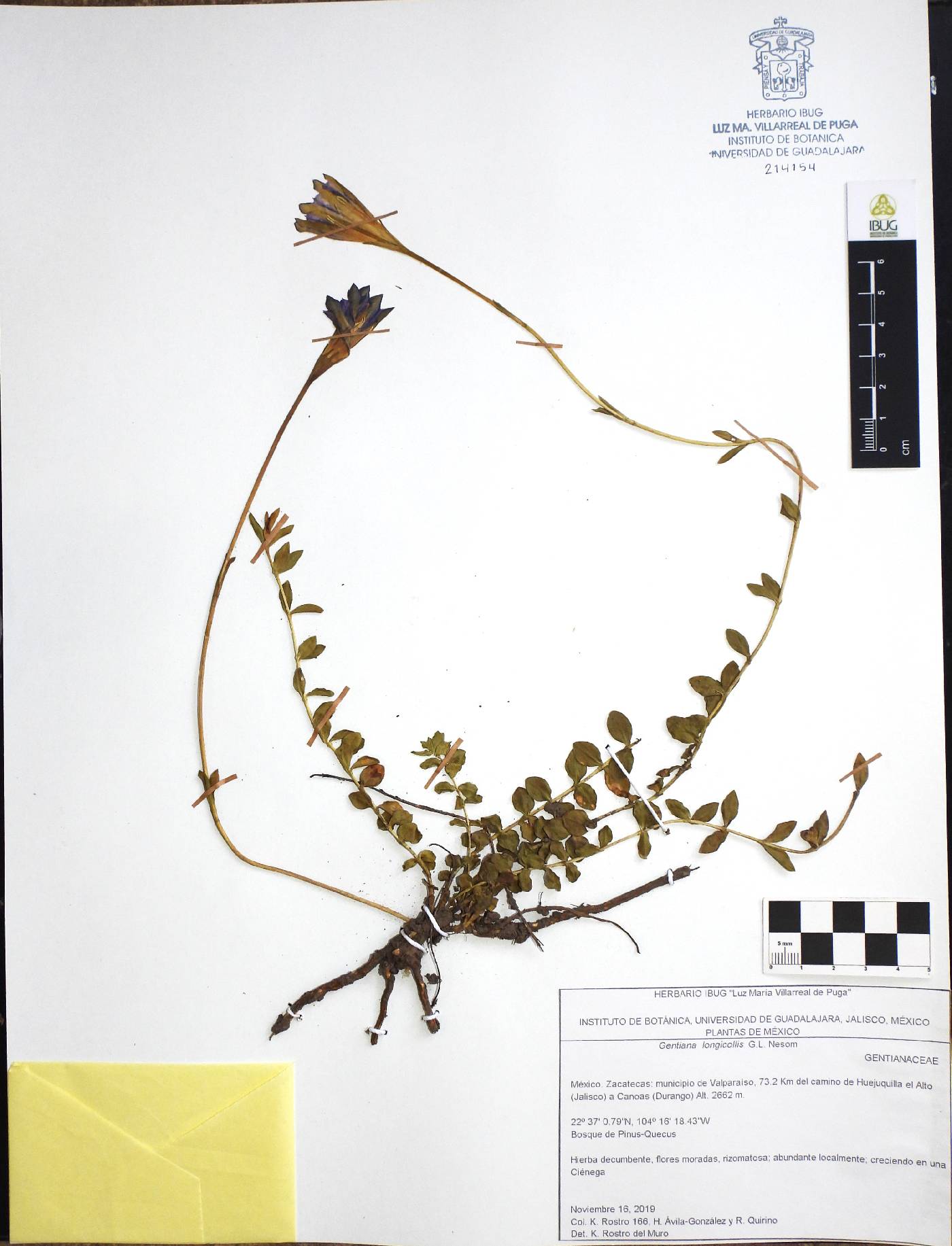 Gentiana longicollis image
