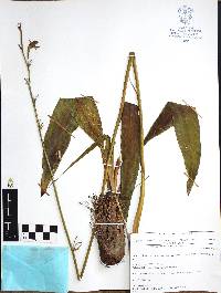 Prochnyanthes mexicana image