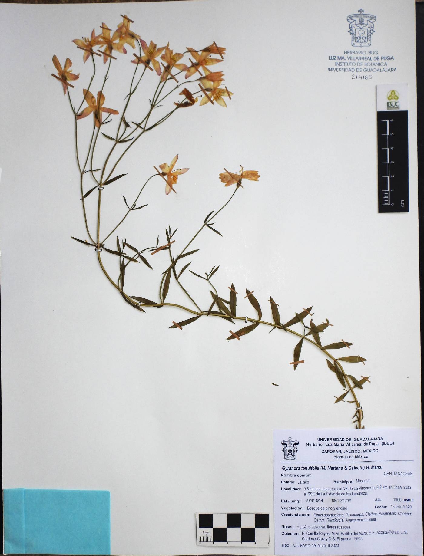 Gyrandra tenuifolia image