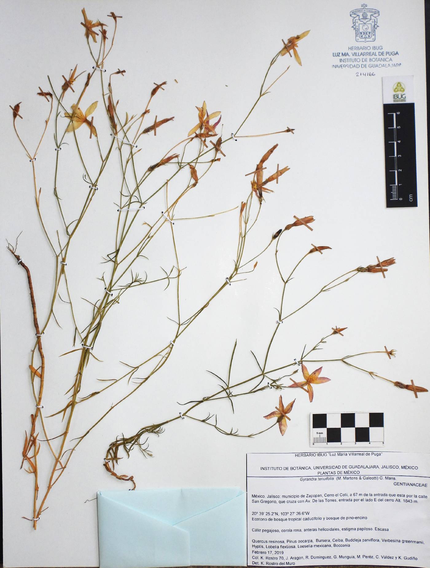 Gyrandra tenuifolia image