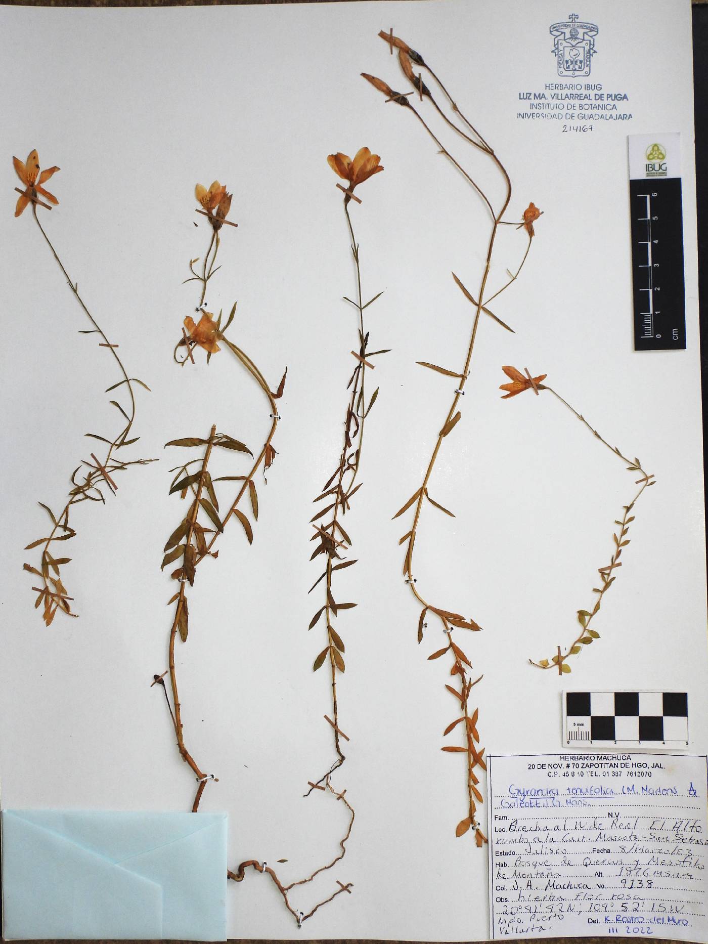 Gyrandra tenuifolia image