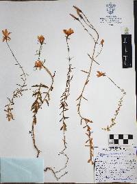 Gyrandra tenuifolia image