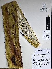 Agave rhodacantha image