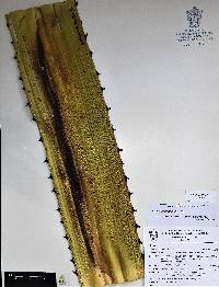 Agave rhodacantha image