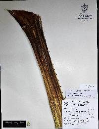 Agave rhodacantha image