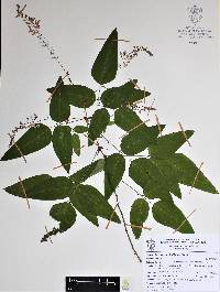 Desmodium occidentale image