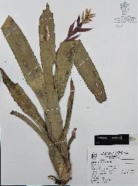 Aechmea nudicaulis image