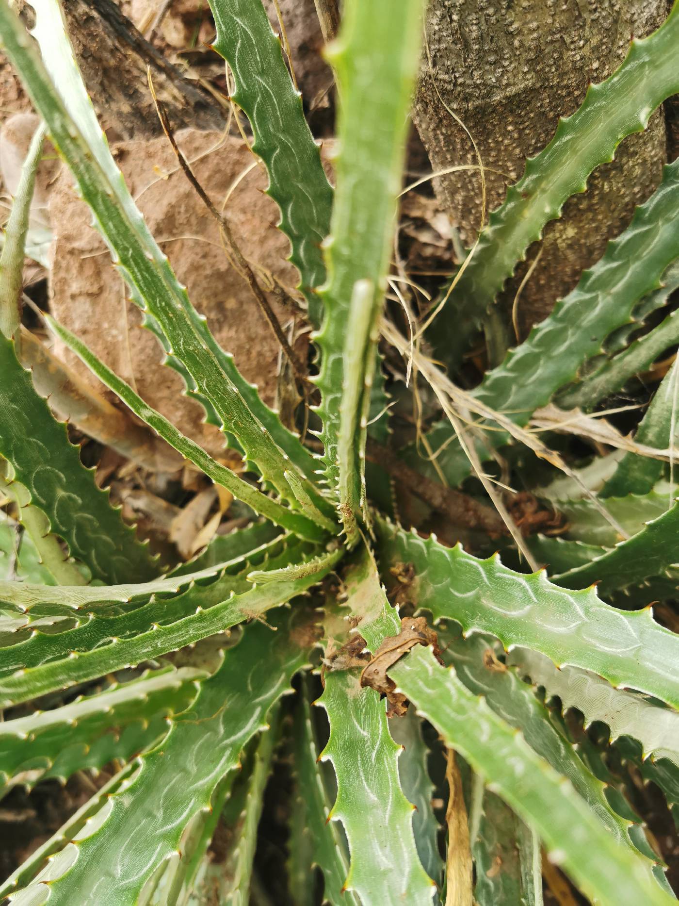 Hechtia subalata image