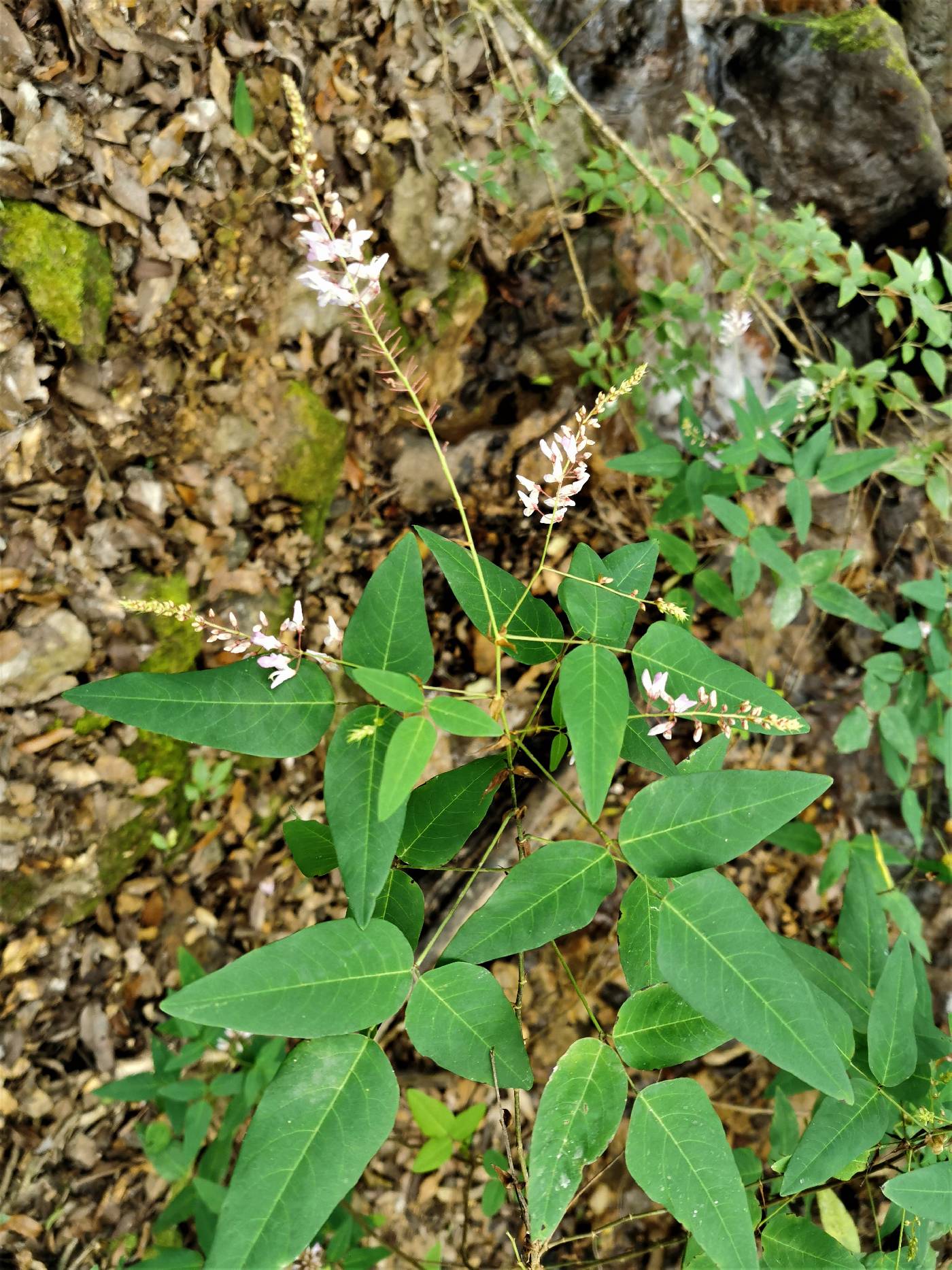 Desmodium occidentale image