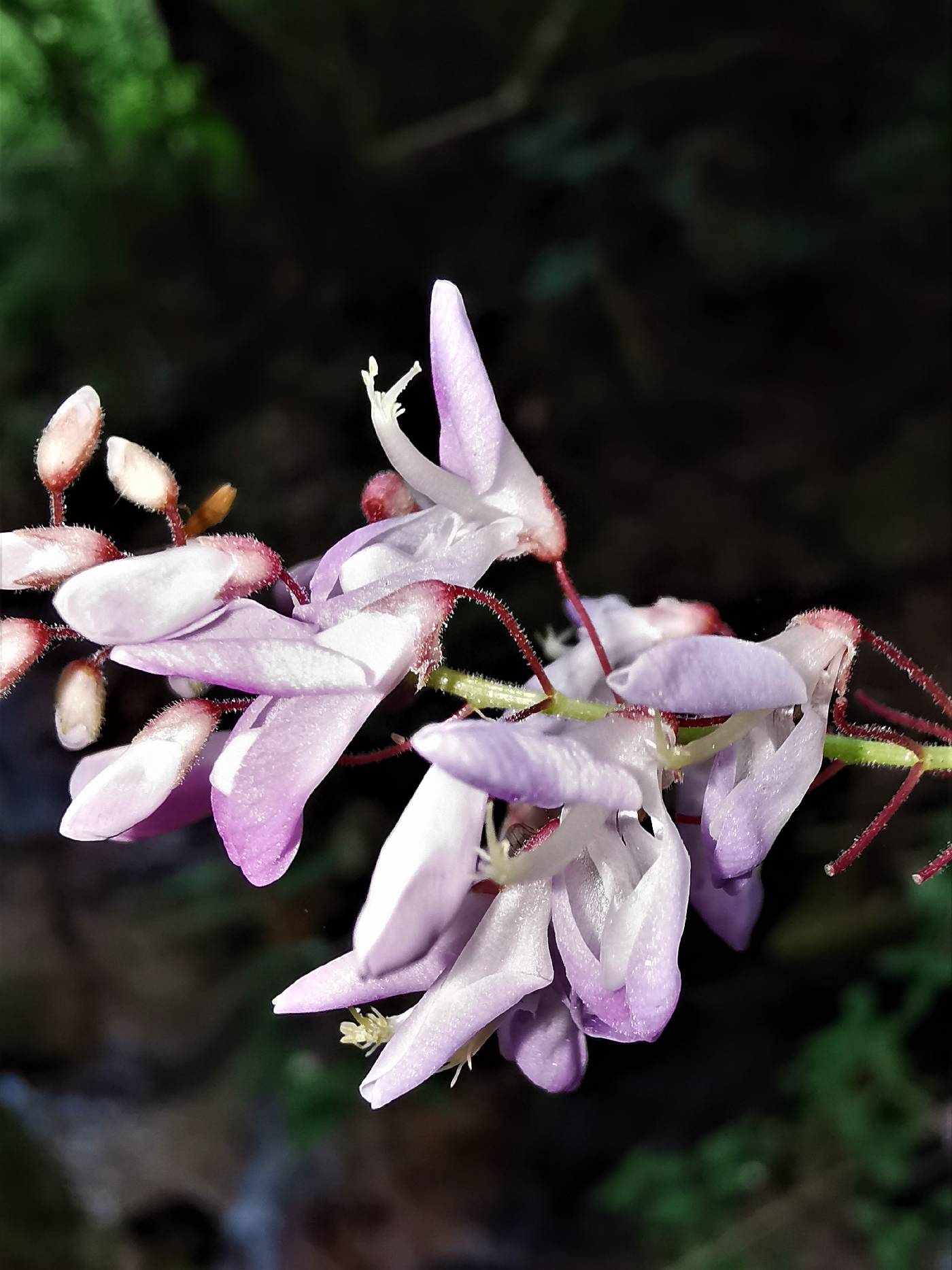 Desmodium occidentale image