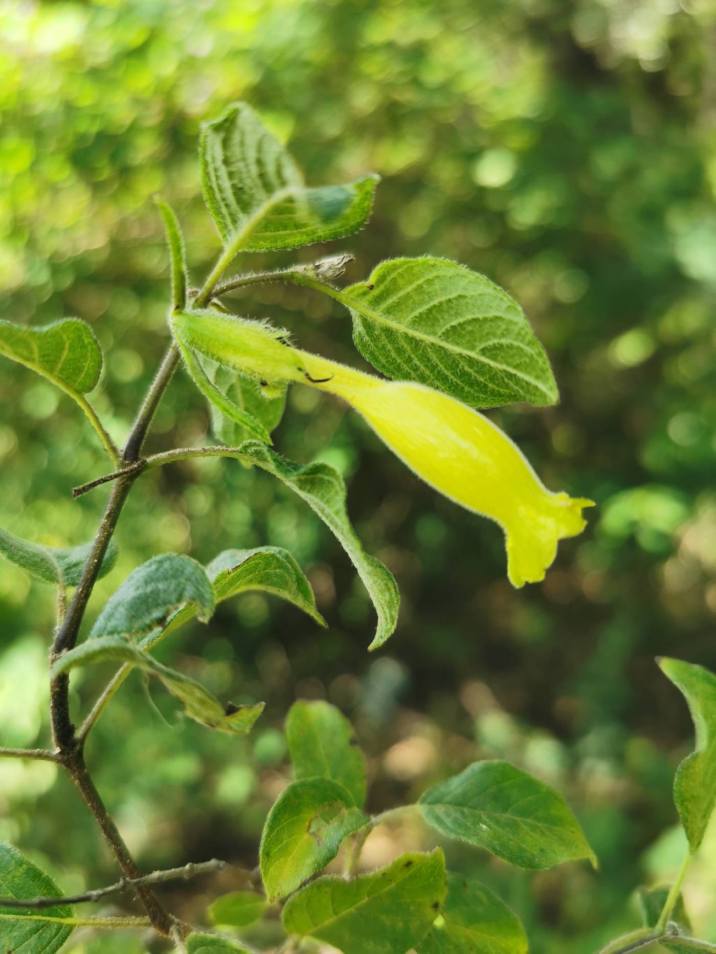 Ruellia cedilloi image