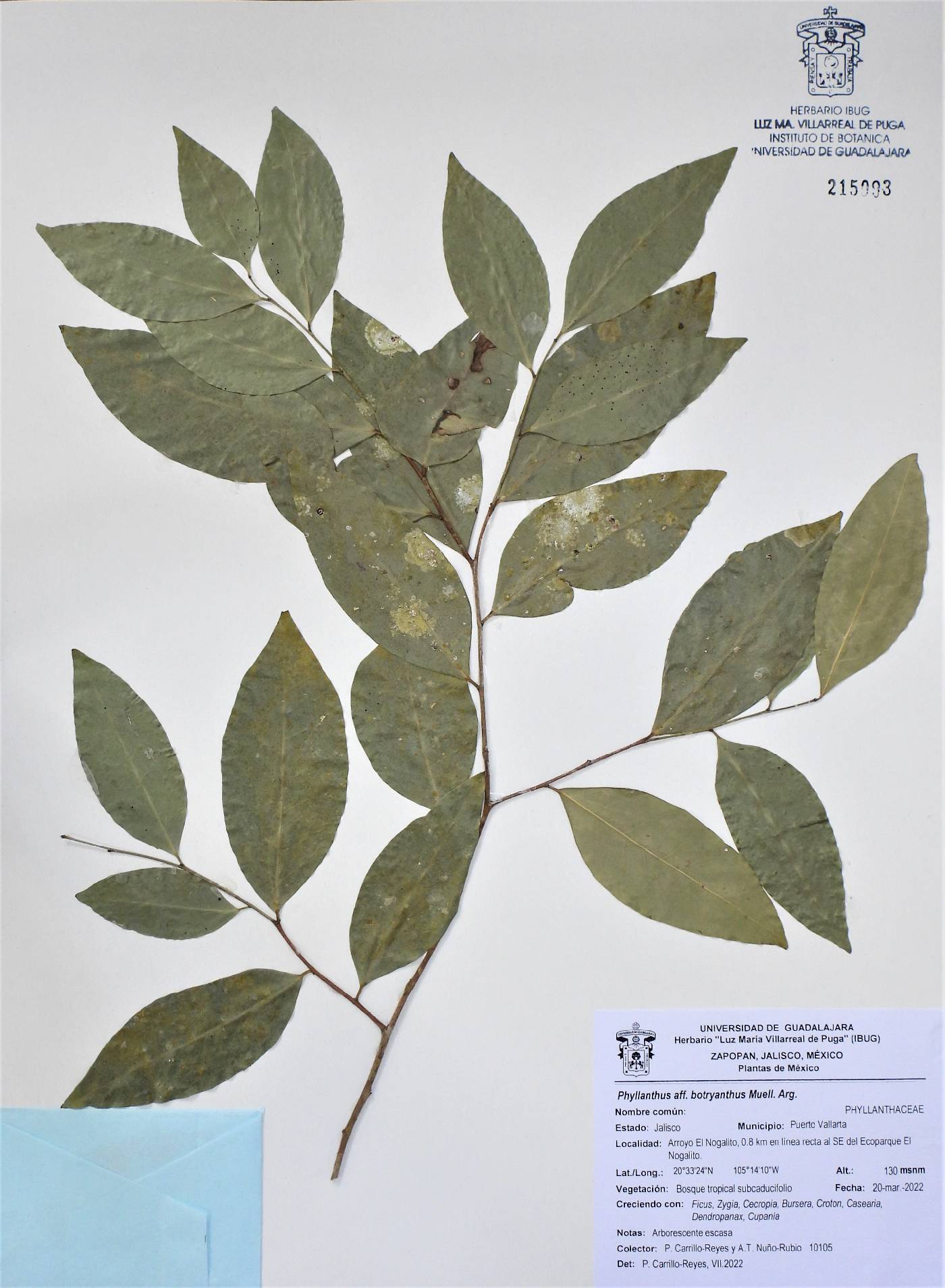 Phyllanthus botryanthus image