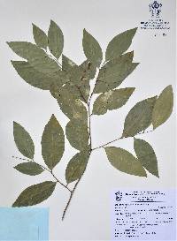 Phyllanthus botryanthus image