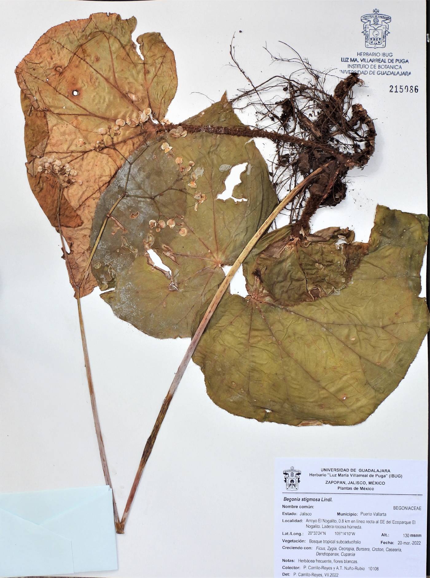 Begonia stigmosa image