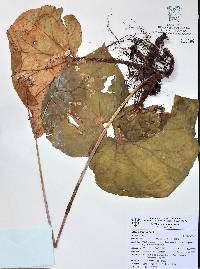 Begonia stigmosa image