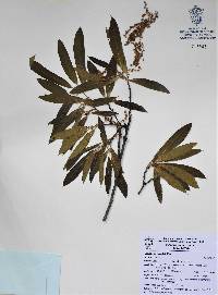 Quercus gentryi image