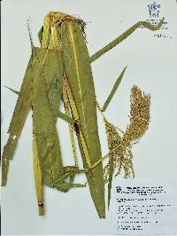 Zea mays image