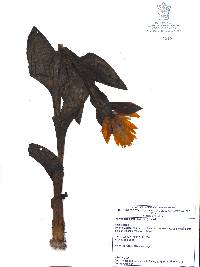 Spiranthes aurantiaca image