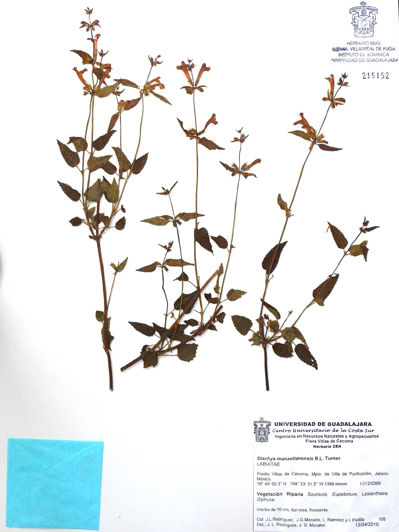 Stachys manantlanensis image